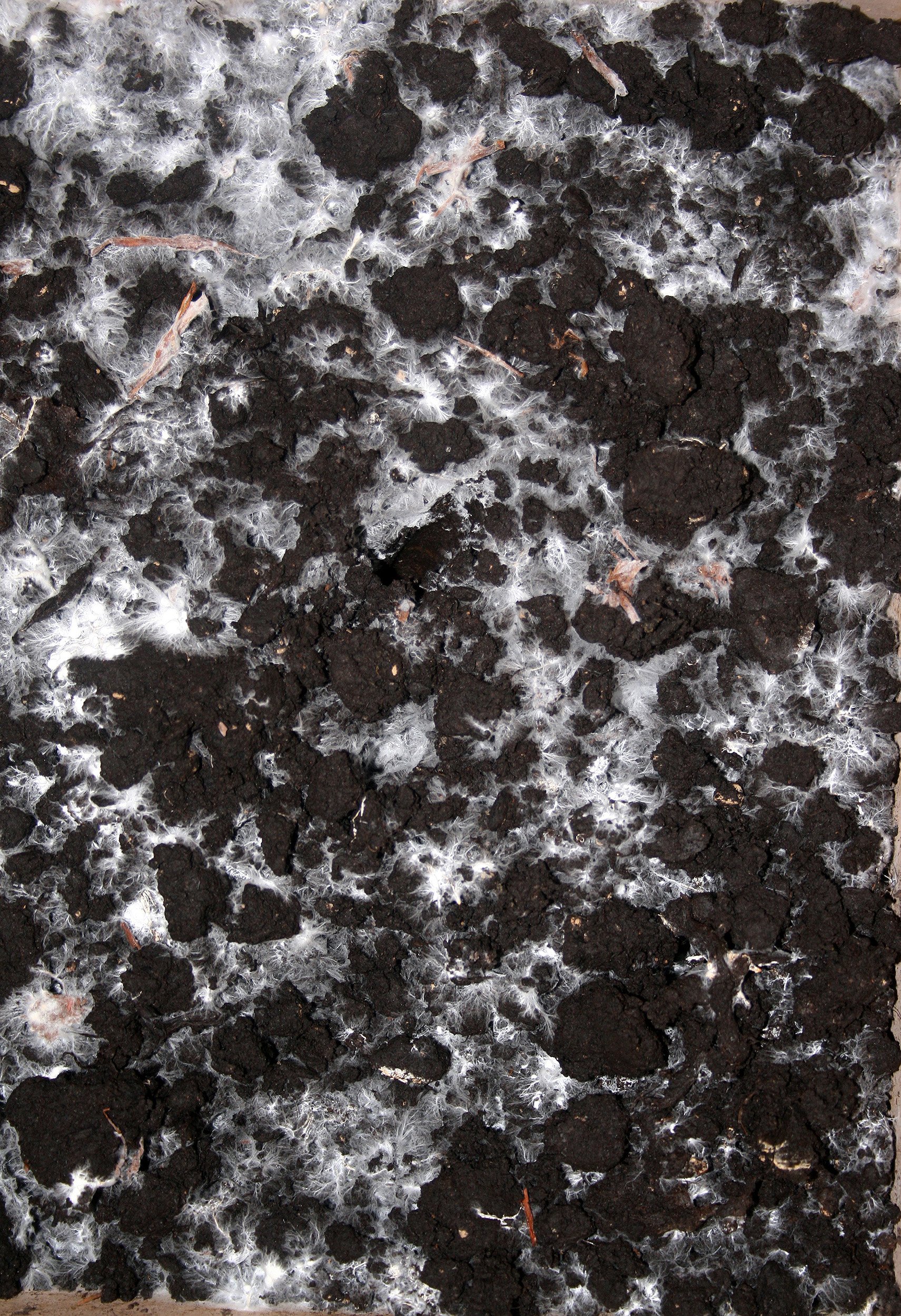 Sans Titre, 2008 — Tirage Lambda collé sur Dibond, 170 x 116 cm